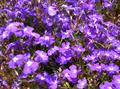 Garden Lobelia